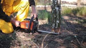 Best Tree Mulching  in Cambridge, IL